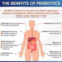 Suplemento de Probióticos en Polvo Crudos OEM, Marca Privada, Apoyo a la Salud Intestinal, Mezcla Prebiótica para el Bienestar Digestivo