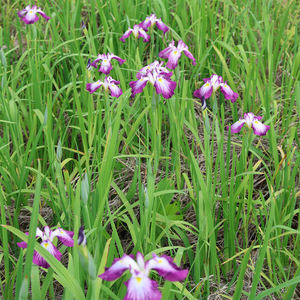 Iris <span class=keywords><strong>japonais</strong></span> 'Yamaji Nishiki' - Une <span class=keywords><strong>plante</strong></span> aquatique adaptée aux bassins de jardin et aux serres - Iris <span class=keywords><strong>japonais</strong></span> - Product Image 5