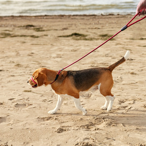 Correa de Nailon para Perro, Roja, Negra, Azul, No Retráctil, con Bozal, Cinturón de Tracción para Perros, Uso en la Playa - Product Image 1