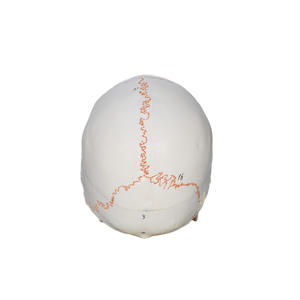Modelo de Cráneo Humano Numerado con Líneas de Sutura - Herramienta Educativa de Anatomía - Product Image 3