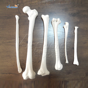 <span class=keywords><strong>Squelette</strong></span> déarticulé avec modèle <span class=keywords><strong>de</strong></span> crâne, <span class=keywords><strong>squelette</strong></span> humain grandeur nature, modèle d'anatomie scientifique médicale - Product Image 6