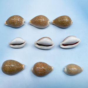 Vente en gros de coquillages naturels en vrac Miliaris cauri coquillages pour cadeau décoration de la maison - Product Image 5