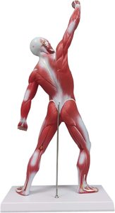 Miniatuur Spierstelsel Model 50 Cm Menselijke Spieranatomie Model Met Oppervlakkige Medische Model Spieren Anatomie - Product Image 5