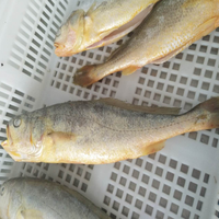 En gros Haute Qualité Délicieux Petit Poisson Croaker Jaune Fabricants
