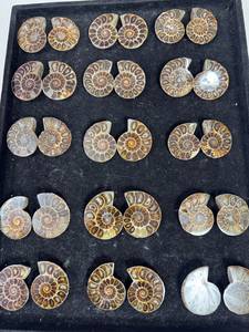 Pierre précieuse d'ammonite naturelle de qualité supérieure, polie, décorative, pour la création de bijoux, la décoration intérieure et les objets de collection, disponible à la vente - Product Image 2