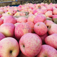 Verse, frisse appels, zoete smaak, rode Fuji, heerlijke Gala, Shandong, graad 1, 6cm, 20kg, koude opslag, merk JUFU