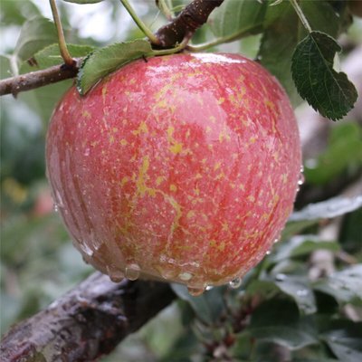 Direct From China Fresh Fuji Gala Apples Sweet and Delicious Best Price