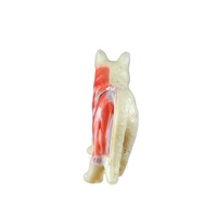 Modèle d'anatomie de chat en PVC grandeur nature pour l'acupuncture animale, conforme CE/ISO, pour la science médicale