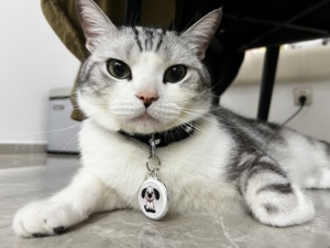 Localizador <span class=keywords><strong>GPS</strong></span> equipado con nuevo <span class=keywords><strong>chip</strong></span> de posicionamiento AES, monitoreo de ubicación, antipérdida de gatos y <span class=keywords><strong>perros</strong></span> - Product Image 5