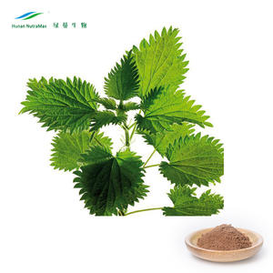 Poudre de feuilles d'<span class=keywords><strong>ortie</strong></span> 100% naturelle pour compléments nutritionnels, extrait végétal - Product Image 2
