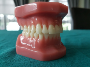 <span class=keywords><strong>Modello</strong></span> ortodontico di vendita caldo senza staffe <span class=keywords><strong>modello</strong></span> didattico di pratica - Product Image 5