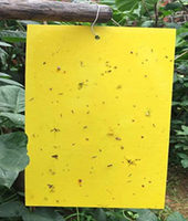 Seare 2025 Vente Chaude 25*40cm Collant Piège À Mouches Papier Jaune Pièges Mouches À Fruits Insecte Colle Catcher