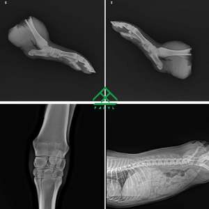 2024 precisión caliente grado profesional veterinario médico DR rayos X portátil 32KW 56KW EQUIPO DE Hospital máquina de rayos X para mascotas Fatali - Product Image 6