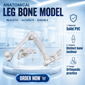 Modelo completo de huesos <span class=keywords><strong>del</strong></span> extremidad inferior izquierda con cadera, pelvis, fémur, tibia, fibula y hueso <span class=keywords><strong>del</strong></span> pie, <span class=keywords><strong>esqueleto</strong></span> anatómico para enseñanza. - Product Image 5