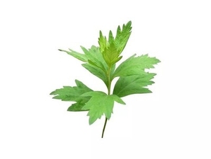 Estratto di erbe di vendita calda naturale Moxa foglia di <span class=keywords><strong>assenzio</strong></span> Artemisia argyi Artemisia argyi estratto di Ay Tsao - Product Image 2