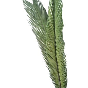 <span class=keywords><strong>Cycas</strong></span> <span class=keywords><strong>Revoluta</strong></span> สำหรับจัดงานแต่งงานดอกไม้ที่เก็บรักษาไว้ตามธรรมชาติ - Product Image 1