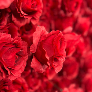 <strong>Customized</strong> 3D Roll-Up <strong>Artificial</strong> Silk Red <strong>Peony</strong> and Rose Flower Wall Backdrop for Wedding and Christmas Decorations - Product Image 2