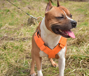 Imbracatura Tattica per Cani di Taglia Grande, Robusta, OEM ODM, Imbracatura da Combattimento Antitrazione per Cani, Resistente per Cani da Caccia - Product Image 1