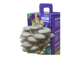 Kit de culture de champignons huîtres carrés Harvest Gourmet, écologique, pour la culture à domicile