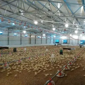 経済ナミビアオープンサイドブロイラー養鶏場小屋デザイン