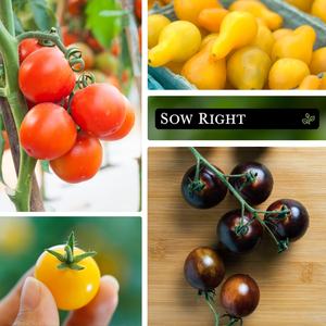 Collection <span class=keywords><strong>de</strong></span> packs <span class=keywords><strong>de</strong></span> truies <span class=keywords><strong>de</strong></span> tomates cerises légumes non OGM héritage écologique intérieur maison potager jardinières à fleurs noires - Product Image 3