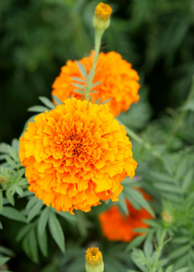 Approvisionnement en vrac pur naturel Tagetes Erecta L. Extrait Extrait de fleur de souci 5%-80% Lutéine de qualité alimentaire - Product Image 3