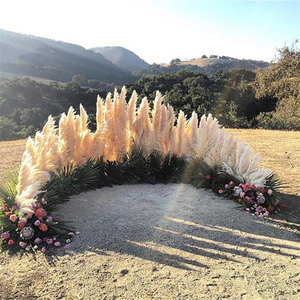 Pampas chauds 50-<span class=keywords><strong>80</strong></span> <span class=keywords><strong>cm</strong></span> blanc rose beige moelleux séché naturel grand herbe de la pampa - Product Image 3