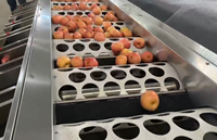 Hete Aanbieding: Zacht Aanvaardbare Multi-Stage Olijfsorteermachine voor Versfruitfabrieken