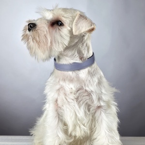 <span class=keywords><strong>Collar</strong></span> de perro reflectante de poliéster ajustable, suave neopreno acolchado, duradero, de liberación rápida, estilo occidental, cinta con estampado de animales para gatos - Product Image 5