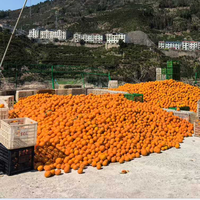 Topkwaliteit premium verse Valencia sinaasappel mandarijn fruit citrus fruiten gekweekte leverancier rechtstreeks uit China exporteur