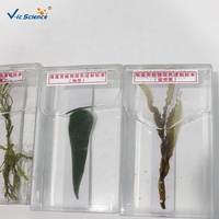 Spécimen botanique humide préservé d'algues brunes avec couleur naturelle, outil de présentation pour enseignant, outil de présentation de la botanique, plante marine