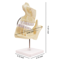 Modèle de dent dentaire humaine enseignement médical dents et engrenage meulage modèle anatomique modèle de dents pour enfants
