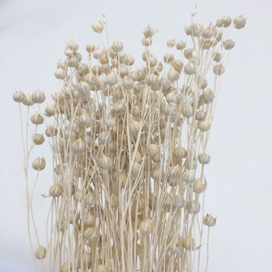 Fleurs séchées Sesamum indicum Flax Fait à la main Préservé Naturel Fleurs et plantes décoratives pour mariage Décoration de la maison - Product Image 3
