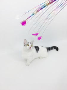 Dây Thép Dài mô hình chim mèo trêu ghẹo mèo mút nhanh chán nản thần chống cắn có thể thay thế Đồ chơI mèo đầu - Product Image 6