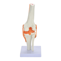 Modelo de articulación de rodilla humana de tamaño natural con modelo de Anatomía de PVC de ligamento para enseñanza y aprendizaje