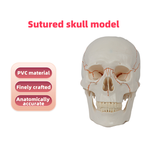Modelo de Cráneo Humano de PVC para Entrenamiento Ortopédico YUYUE con Suturas Craneales, Modelo de <span class=keywords><strong>Esqueleto</strong></span> de Ciencia Médica YY-SKM4 para Enseñanza - Product Image 2