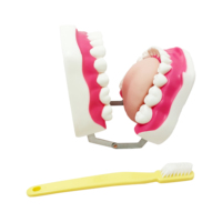 Simulador dental médico estándar, estudio de enseñanza, protección bucal, cuidado bucal, entrenamiento, reparación de dientes, modelo de 28 dientes con cepillo de dientes
