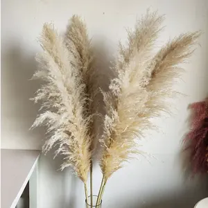 Le Meilleur Populaire Décoration Fleurs Séchées En Gros Blanc Beige Grande Herbe de La Pampa Pour La Maison Décor de Mariages