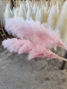 High Quality Wedding Decorative Green White Pampas Decor Large Fluffy Natural Dried Pampas Grass <strong>for</strong> <strong>Sale</strong> - Product Image 3