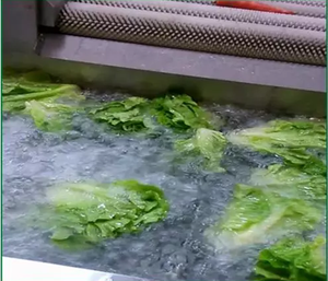 הנחה מחיר טרי המורינגה כביסה וייבוש מכונה פירות ירקות כביסה מכונת חיתוך מכונת, ירוק קל לשטוף - Product Image 3