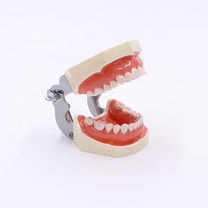 Actory Price-modelo de práctica dental, modelo de dientes desmontables - Product Image 5