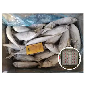 Supplier Best Price Frozen 20cm+ IQF Trachurus Japonicus Big Eye Horse Mackerel