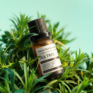 Huile Essentielle de Théier Bio Pure 100% Pureté Distillée à la Vapeur Mélange Antioxydant Huiles pour la Peau Éclat Radieux Nourrissant OEM Vrac - Product Image 1