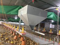 2026 Mangeoire automatique à deux niveaux en PP pour poulets de chair, avec niveaux réglables, pour fermes avicoles