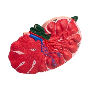 Modèle d'agrandissement de ganglion lymphatique en résine PVC robuste nouvel équipement éducatif - Product Image 4