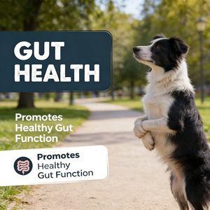 Friandises pour la prise de masse musculaire chez le chien - Gain de poids, récupération de la force, renforcement musculaire, santé immunitaire, santé globale, haute teneur en protéines - Product Image 6