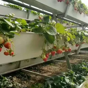 BEST SUPPLIER SUPPORT BRAND NEW TOMATO GUTTER for Greenhouse from China to World with high standard