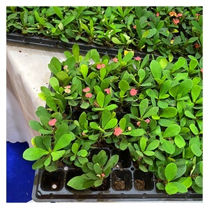 Bền 28 32 50 72 105 128 200 288 tế bào cắm hạt giống khay cho nhà máy Tuyên Truyền vườn ươm cây giống khay - Product Image 3