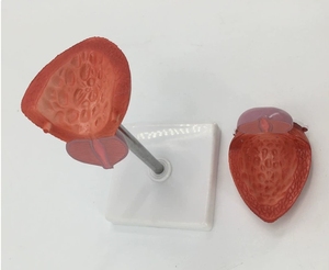 Modelo Anatómico de Próstata Humana en Silicona Médica para Educación en Ciencias Médicas - Product Image 5