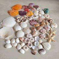 Coquillages Naturels Blancs et Multicolores en Forme de Coquille Saint-Jacques, Étoile de Mer, Corail, Coque de Coquillage, Perceés, Semi-Finies, pour la Fabrication Artisanale de Perles Libres